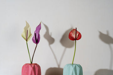 Anthuriums